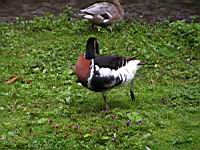 Canard (ord Anseriformes) (fam Annatides) (Photo F. Mrugala) (3)